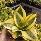 Sansevieria Golden Hahnii Flower Plant Live Plant Rare - Plant for Your Home Garden