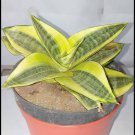 Sansevieria favorite gold Flower Plant Live Plant Rare - Plant for Your Home Garden