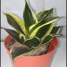 Black Gold' (Sansevieria trifasciata) Flower Plant Live Plant Rare - Plant for Your Home Garden