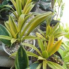 Sansevieria golden flame Flower Plant Live Plant Rare - Plant for Your Home Garden