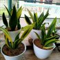 Sansevieria golden flame Flower Plant Live Plant Rare - Plant for Your Home Garden