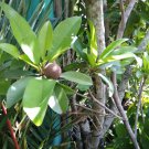 Sapodilla (Manilkara zapota) Fruit Plant Live Plant Rare - Plant for Your Home Garden