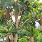 Long Chiku or Sapodilla tree Fruit Plant Live Plant Rare - Plant for Your Home Garden