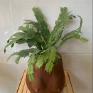 Schlumbergera truncata Flower Plant Live Plant Rare - Plant for Your Home Garden