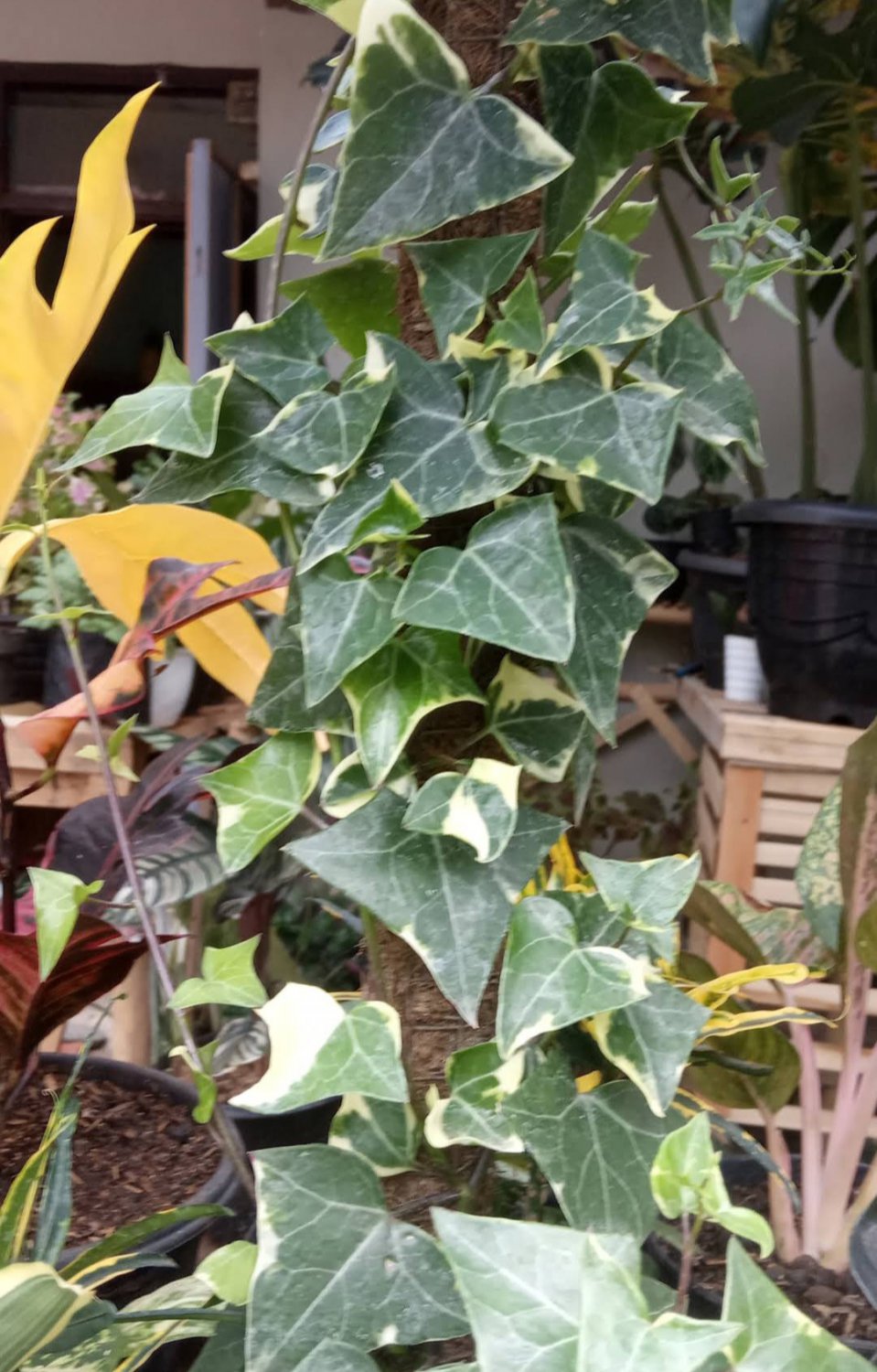 Senecio Macroglossia 'Variegated Wax Ivy' Flower Plant Live Plant Rare - Plant for Your Home Garden