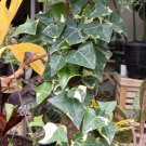 Senecio Macroglossia 'Variegated Wax Ivy' Flower Plant Live Plant Rare - Plant for Your Home Garden