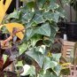 Senecio Macroglossia 'Variegated Wax Ivy' Flower Plant Live Plant Rare - Plant for Your Home Garden