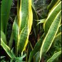 Sansevieria Trifasciata 'Laurentiis' Flower Plant Live Plant Rare - Plant for Your Home Garden