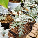 Dusty Miller Flower Plant Live Plant Rare - Plant for Your Home Garden