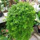 Soleirolia Soleirolii Flower Plant Live Plant Rare - Plant for Your Home Garden