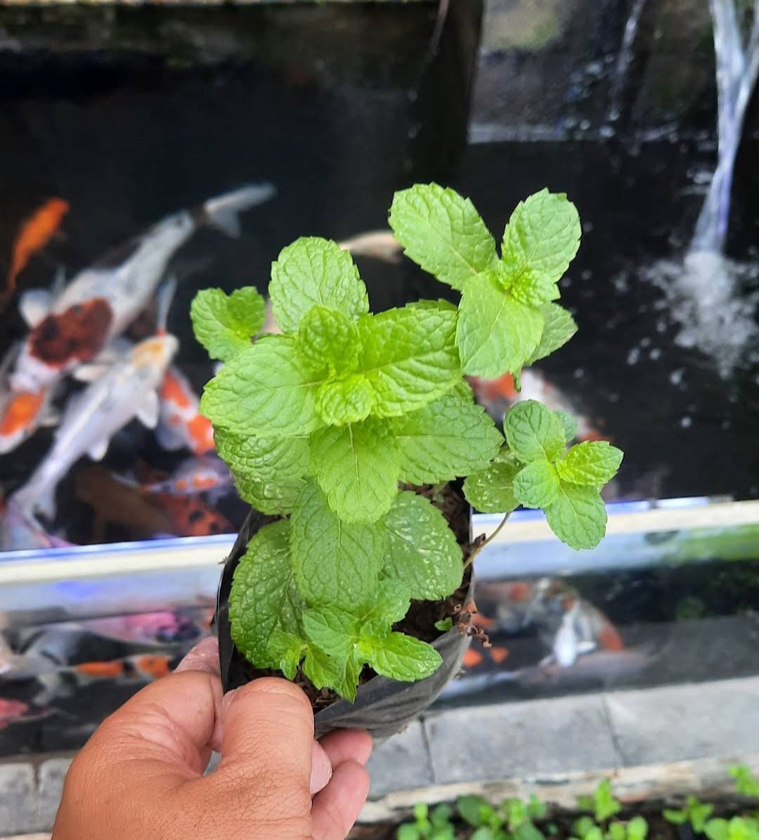 Spearmint plant medicinal & Culinary Herb Plant Live Plant Rare - Plant for Your Home Garden