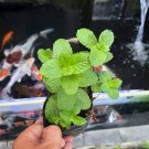 Spearmint plant medicinal & Culinary Herb Plant Live Plant Rare - Plant for Your Home Garden