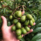 June plum (Spondias dulcis) Fruit Plant Live Plant Rare - Plant for Your Home Garden