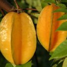 Carambola - Star Fruit Plant Live Plant Rare - Plant for Your Home Garden