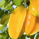 Star Fruit (Averrhoa Carambola) Fruit Plant Live Plant Rare - Plant for Your Home Garden