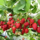 Everbearing Strawberry 'Albion' Fruit Plant Live Plant Rare - Plant for Your Home Garden