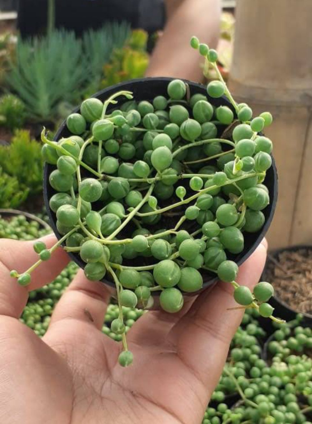 String of Pearl Succulent, Senecio Rowleyanus Plant Live Plant Rare - Plant for Your Home Garden