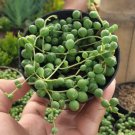 String of Pearl Succulent, Senecio Rowleyanus Plant Live Plant Rare - Plant for Your Home Garden