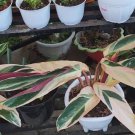 Stromanthe Triostar Sanguinea Calathea Plant Live Plant Rare - Plant for Your Home Garden