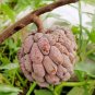 Sugar apple Red Fruit Plant Live Plant Rare - Plant for Your Home Garden