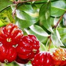 Pitanga Eugenia Uniflora Surinam Cherry Fruit Plant Live Plant Rare - Plant for Your Home Garden