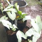 Syngonium Snow White Flower Plant Live Plant Rare - Plant for Your Home Garden