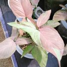 Syngonium Pink Flower Plant Live Plant Rare - Plant for Your Home Garden