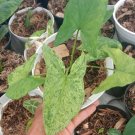 Syngonium Mojito Flower Plant Live Plant Rare - Plant for Your Home Garden
