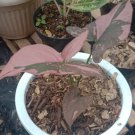 Syngonium Pink Splash Flower Plant Live Plant Rare - Plant for Your Home Garden