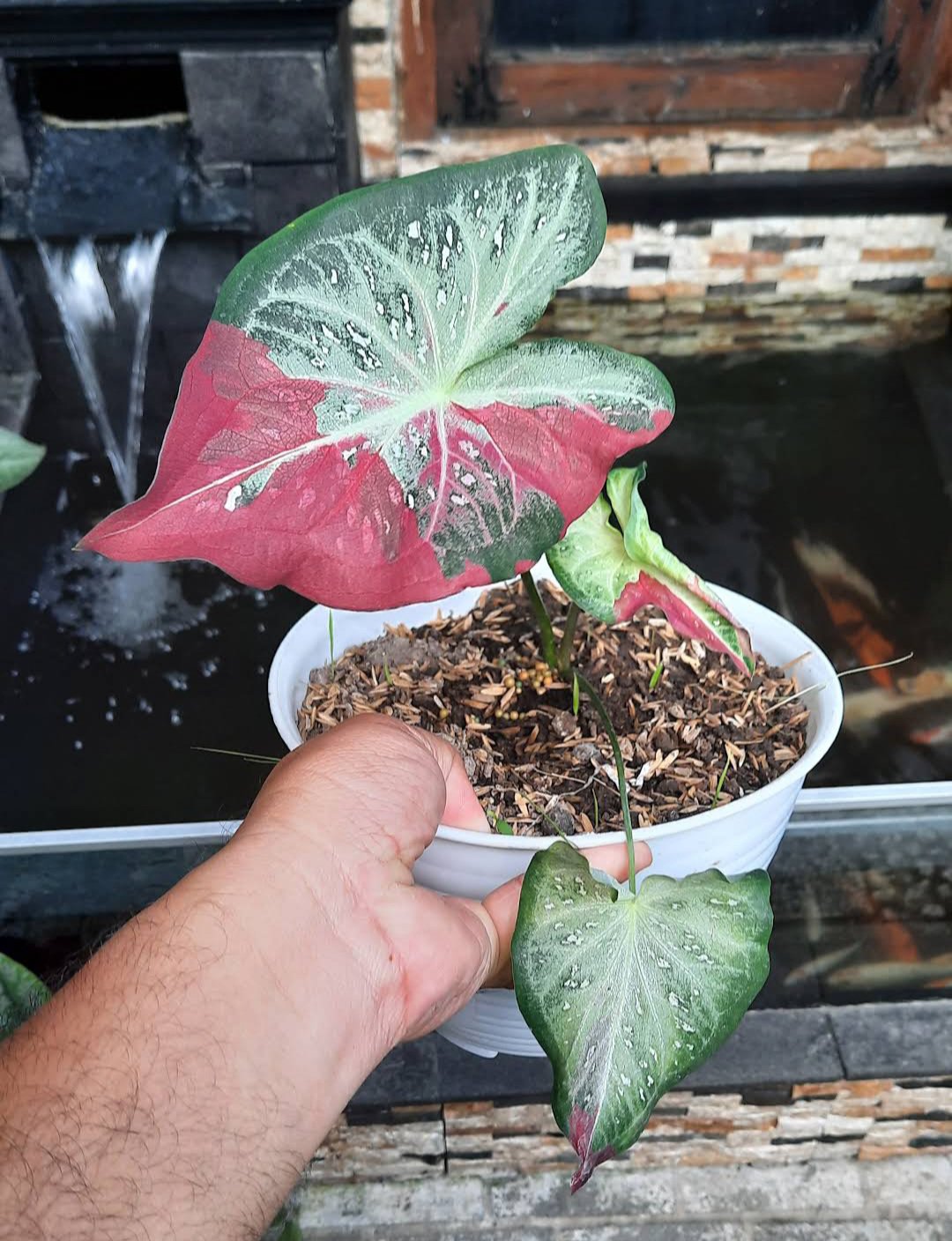 Red Beret Caladium Flower Plant Live Plant Rare - Plant for Your Home Garden
