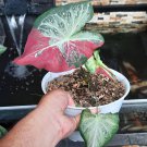 Red Beret Caladium Flower Plant Live Plant Rare - Plant for Your Home Garden