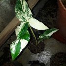 Variegated Syngonium Flower Plant Live Plant Rare - Plant for Your Home Garden