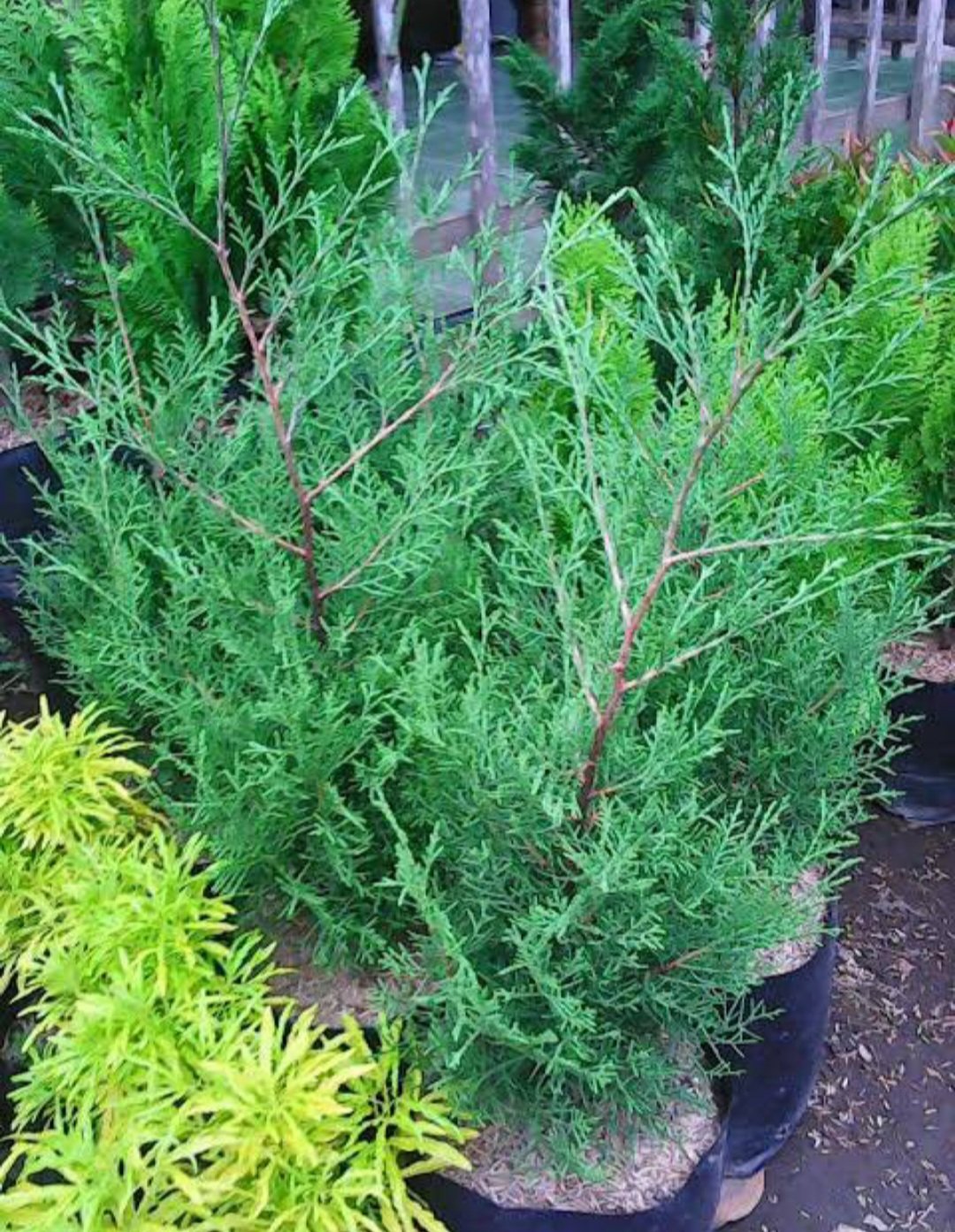 Thuja Tree Plant Live Plant Rare - Plant for Your Home Garden