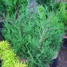 Thuja Tree Plant Live Plant Rare - Plant for Your Home Garden