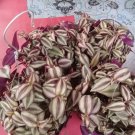 Wandering Jew, Tradescantia Zebrina Flower Plant Live Plant Rare - Plant for Your Home Garden