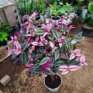 Tradescantia zebrina Variegated Tricolor Flower Plant Live Plant Rare - Plant for Your Home Garden