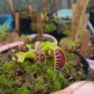 50 Seeds Venus Fly Trap Carnivorous Plant Flower Plant Live Plant Rare - Plant for Your Home Garden