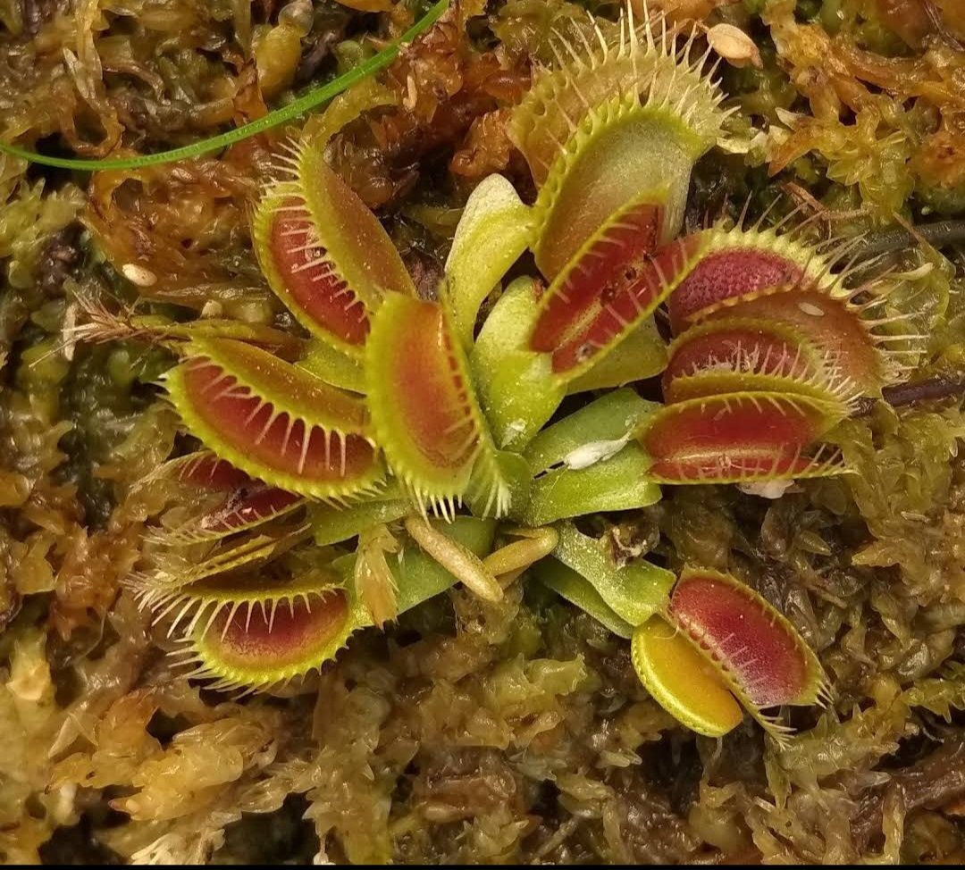 Venus Fly Trap AKAI RYU Red Flower Plant Live Plant Rare - Plant for Your Home Garden