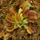 Venus Fly Trap AKAI RYU Red Flower Plant Live Plant Rare - Plant for Your Home Garden