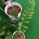 Zamioculcas zamiifolia Flower Plant Live Plant Rare - Plant for Your Home Garden
