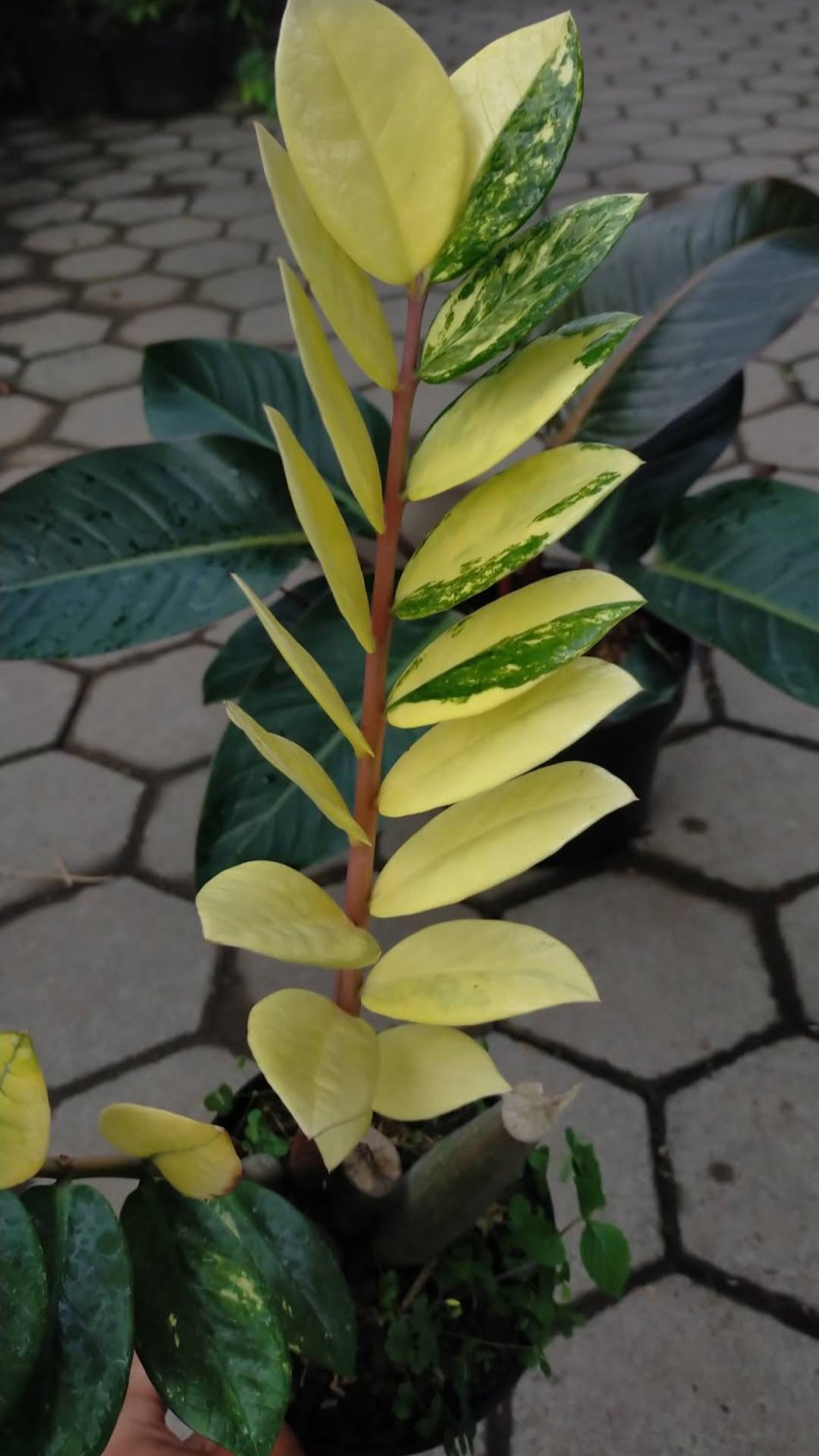 variegated zz Starter Flower Plant Live Plant Rare - Plant for Your Home Garden