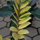 variegated zz Starter Flower Plant Live Plant Rare - Plant for Your Home Garden