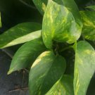 Golden Pothos Devil's Ivy Flower Plant Live Plant Rare - Plant for Your Home Garden