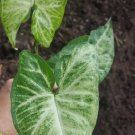 Syngonium Podophyllum Arrowhead Flower Plant Live Plant Rare - Plant for Your Home Garden