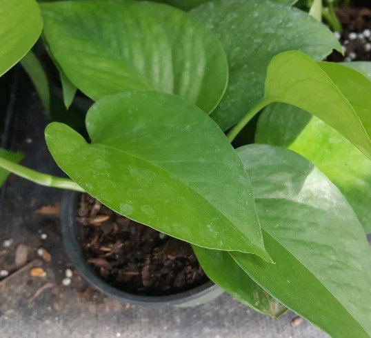 Jade Green Pothos Flower Plant Live Plant Rare - Plant for Your Home Garden
