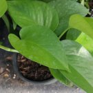 Jade Green Pothos Flower Plant Live Plant Rare - Plant for Your Home Garden