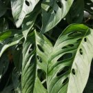 MONSTERA SWISS CHEESE Flower Plant Live Plant Rare - Plant for Your Home Garden