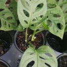 MONSTERA FRIEDRICHSTALII SWISS CHEESE Live Plant Rare - Plant for Your Home Garden