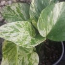 Marble Queen Pothos Flower Live Plant Rare - Plant for Your Home Garden
