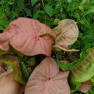 Pink Syngonium Podophyllum Arrowhead Flower Live Plant Rare - Plant for Your Home Garden